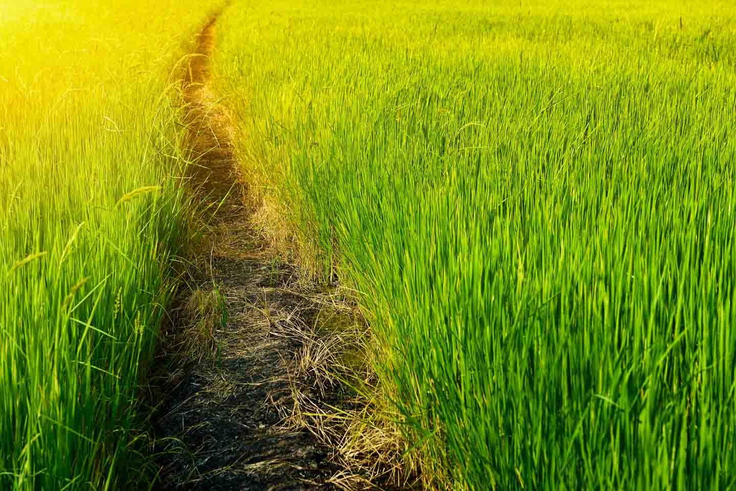 Self Transformation - My Solemn Vow