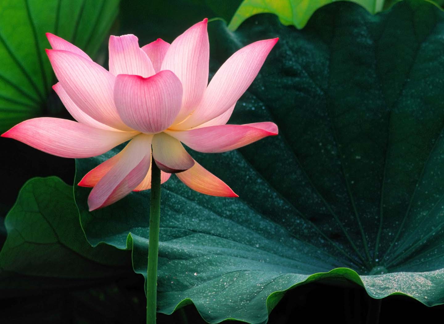 Overcoming Negative Thoughts and Emotions