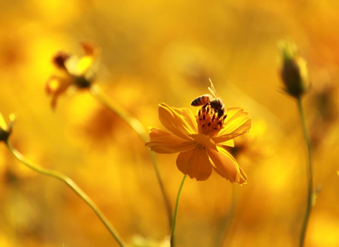 The Law of Attraction