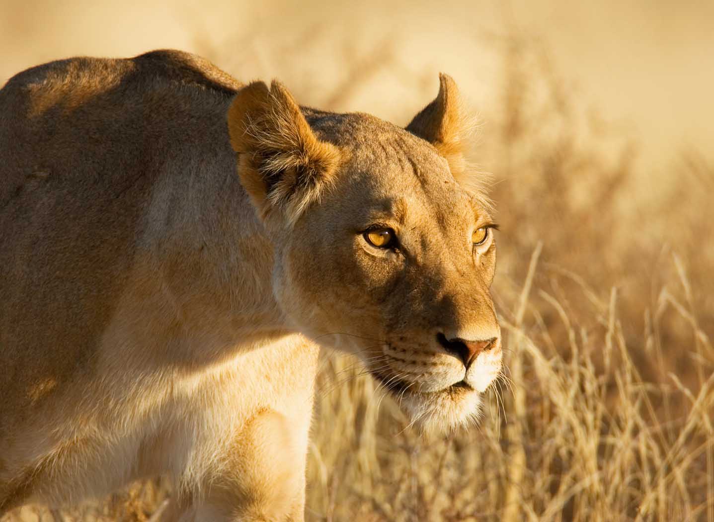 Why do People Cheat?