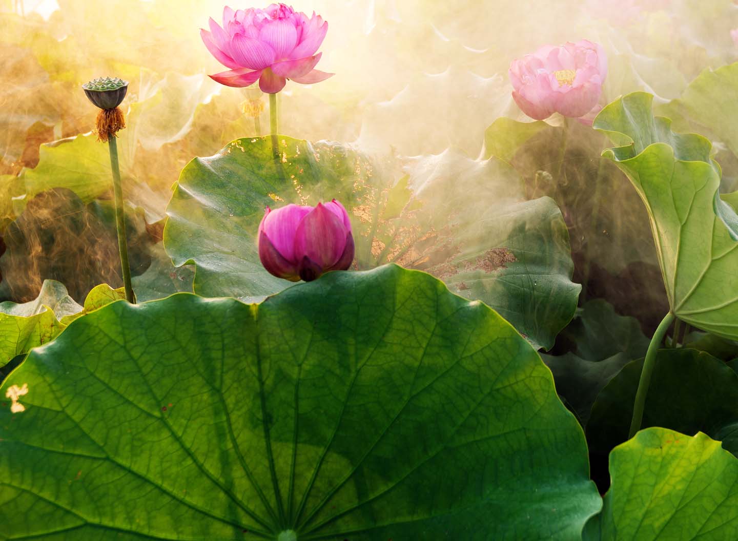 Destiny and Free Will