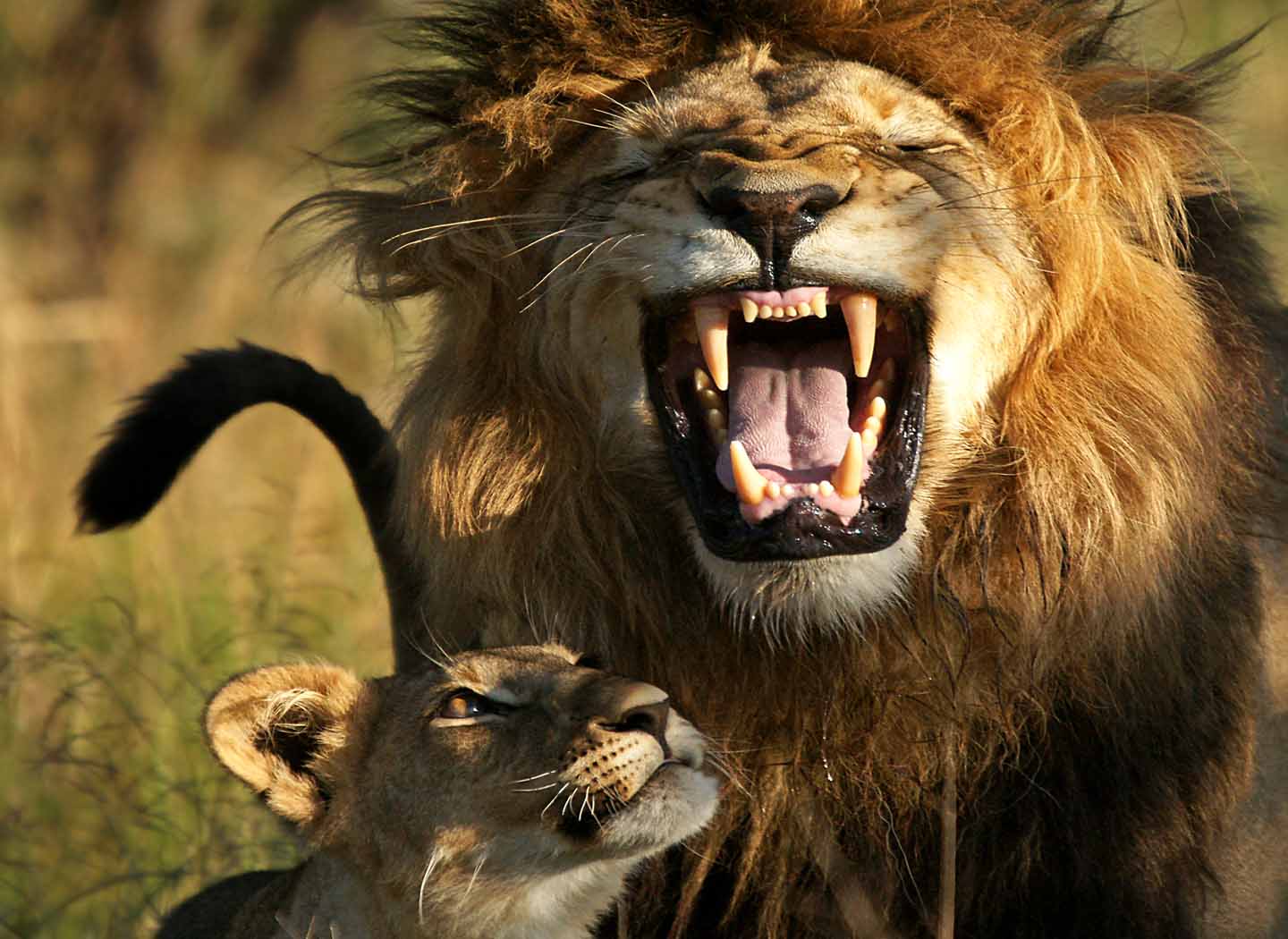 Why do People Shout in Anger?