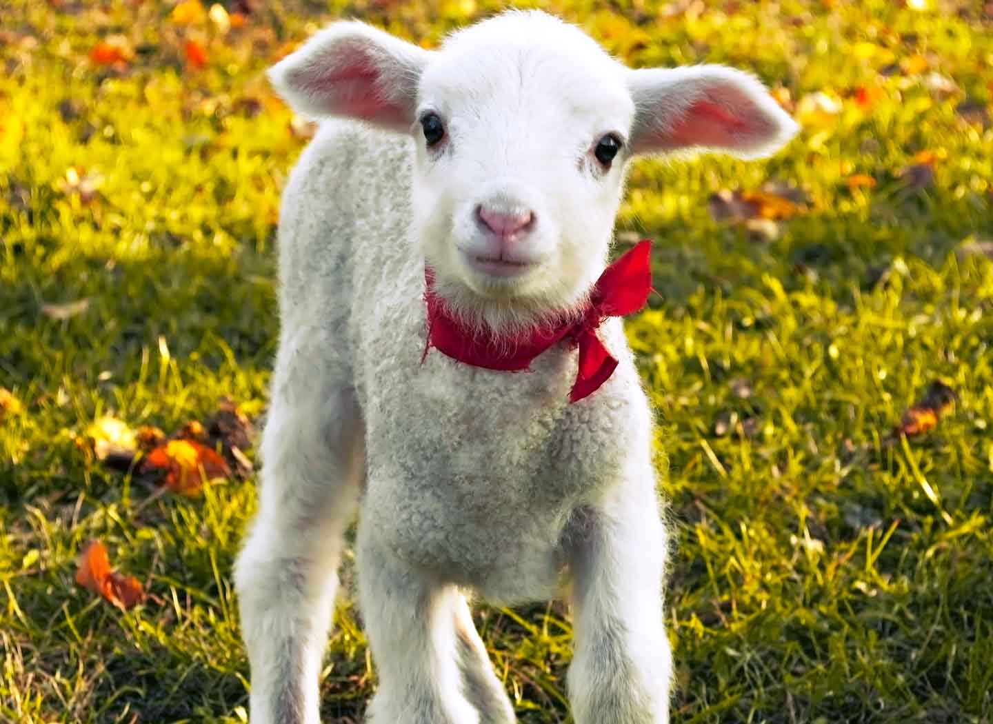 Why do People Laugh?