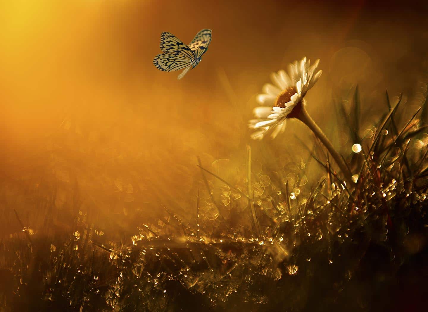 Do Dreams Mean Anything?