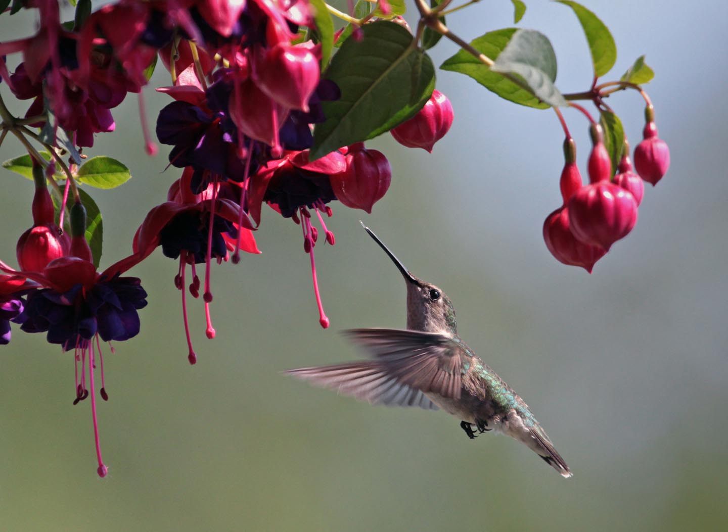 The Voice of Intuition - First Impressions