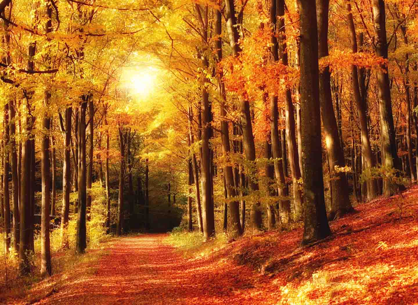 The Path of Personal Fulfillment