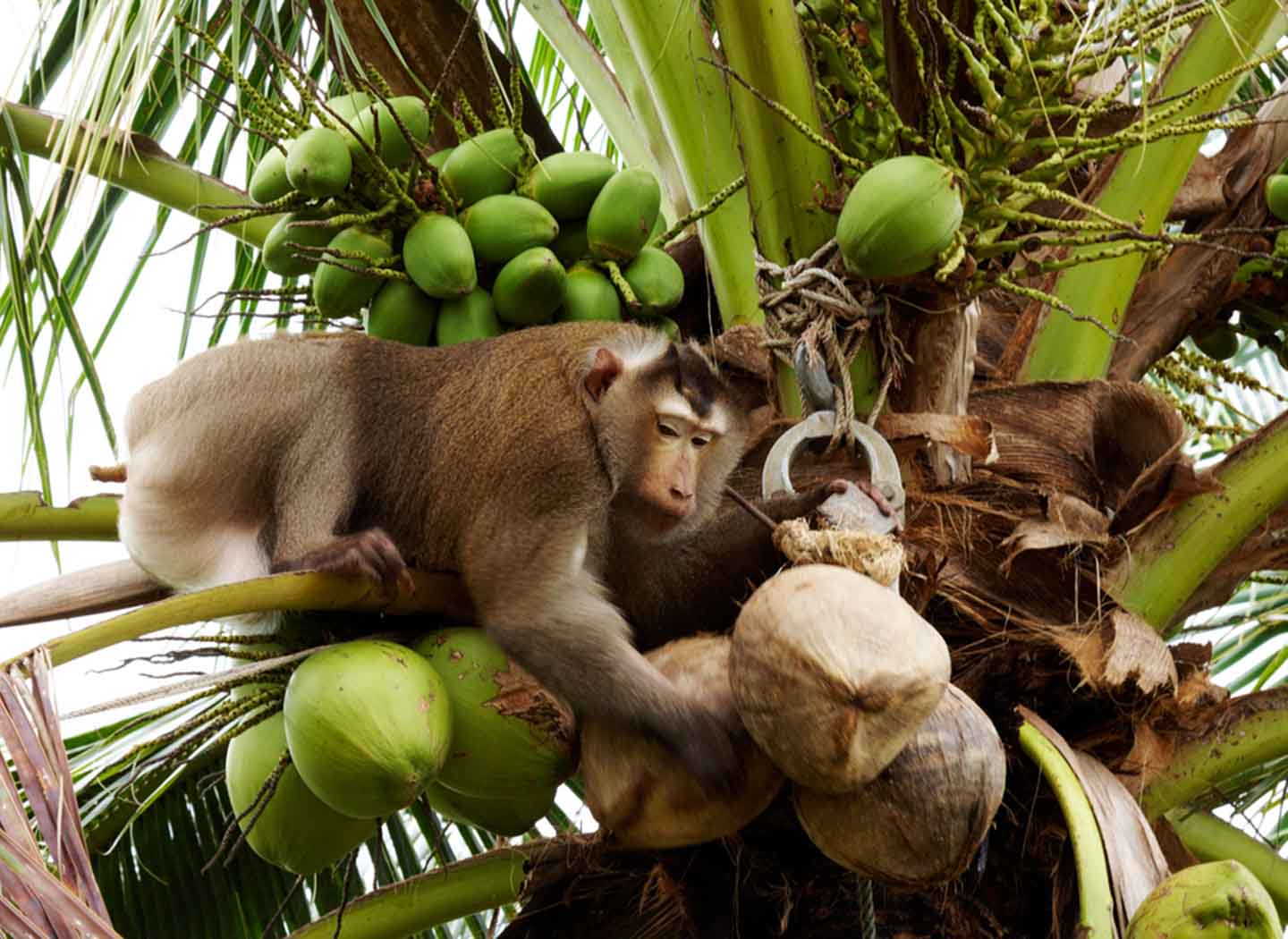 The Monkey and the Coconut