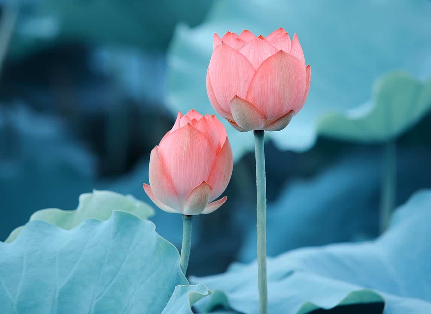 The Four Shades of Silence