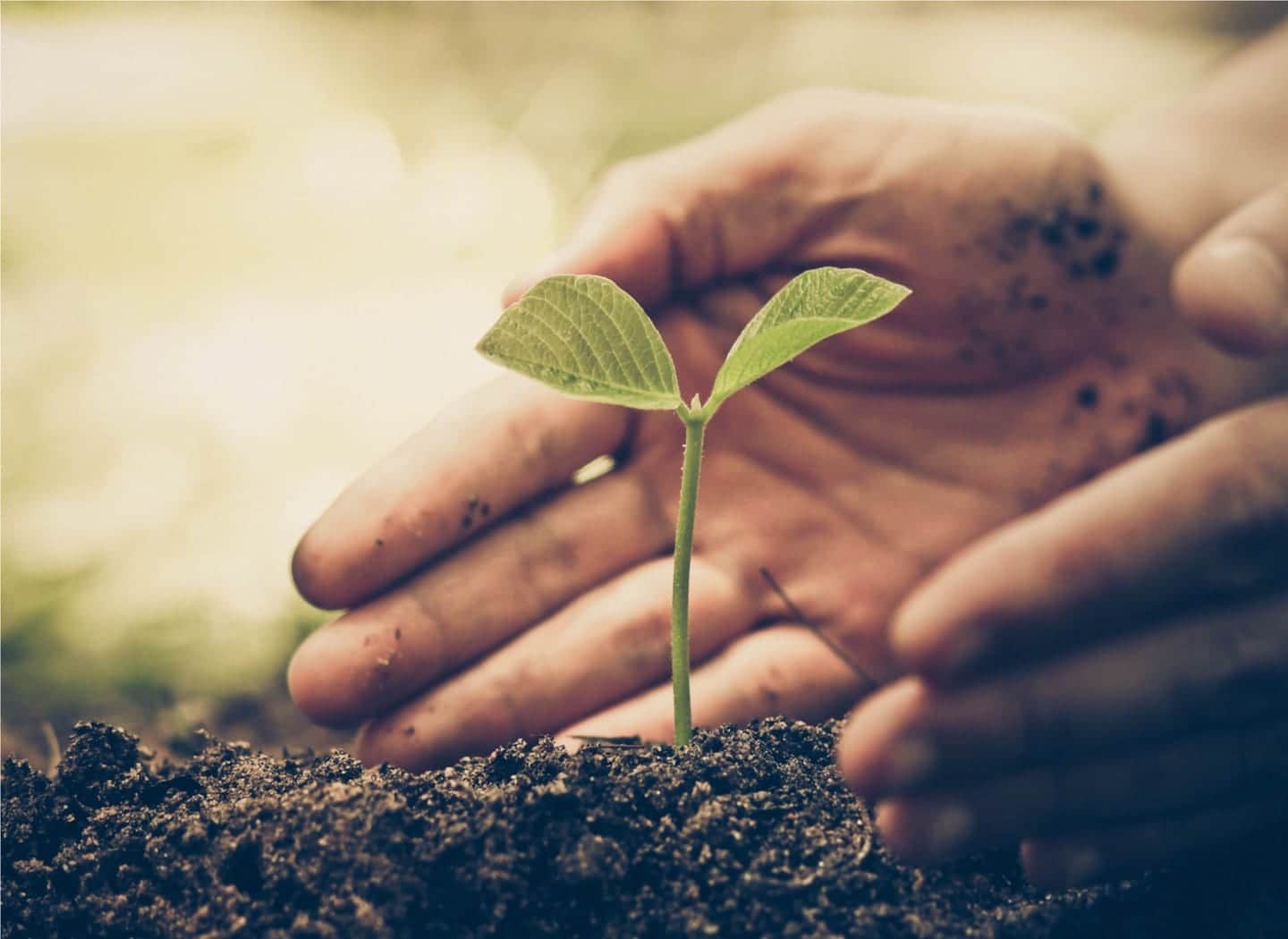 The Seed of Fearlessness