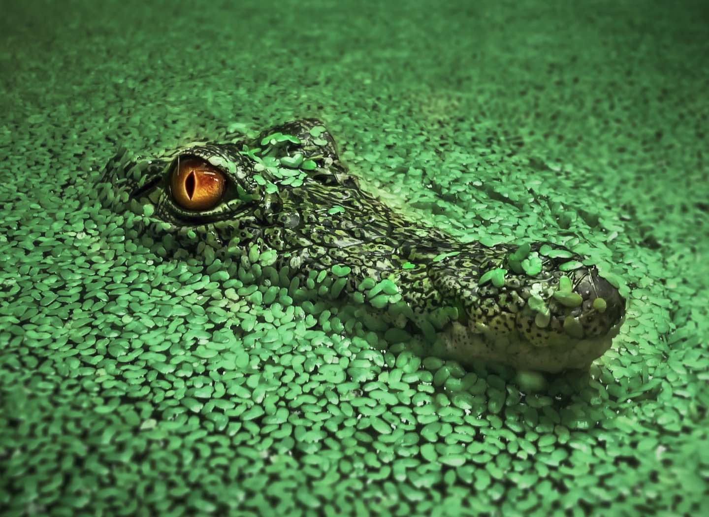 Why do Good People Suffer?