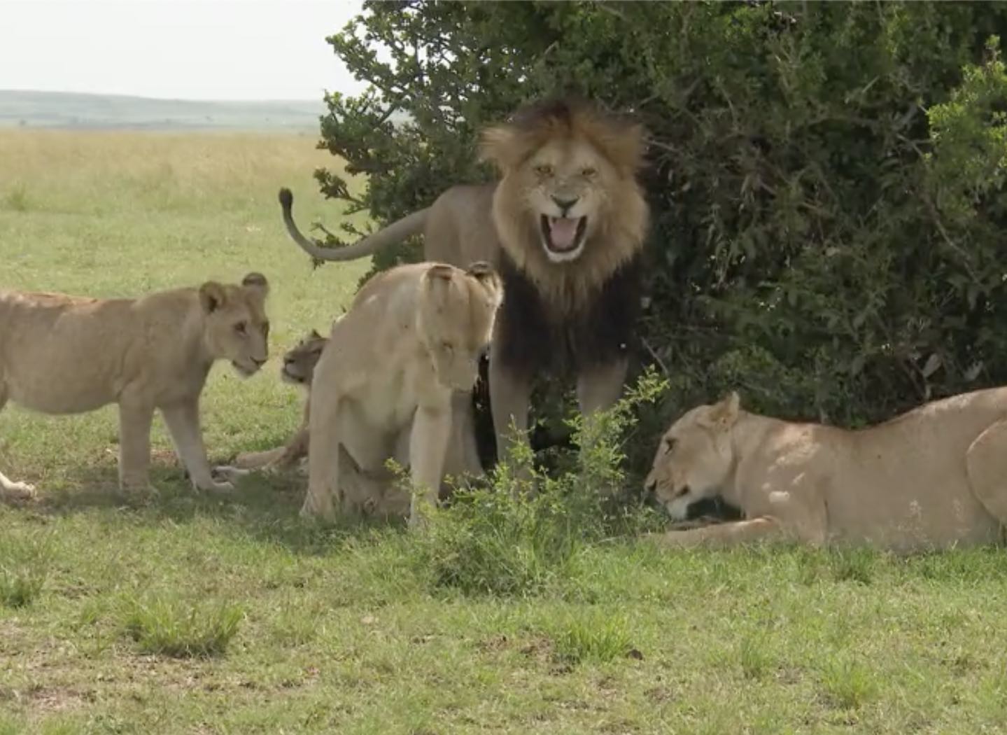 Four Traits of a Natural CEO