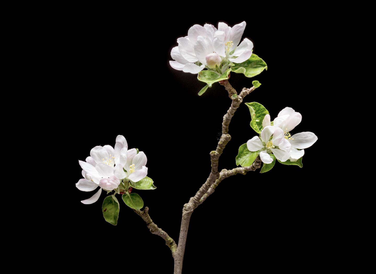 The Plant of Forgiveness