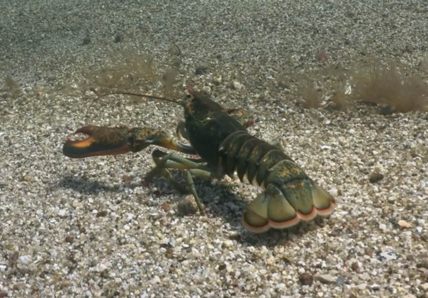 C'mon Lobster